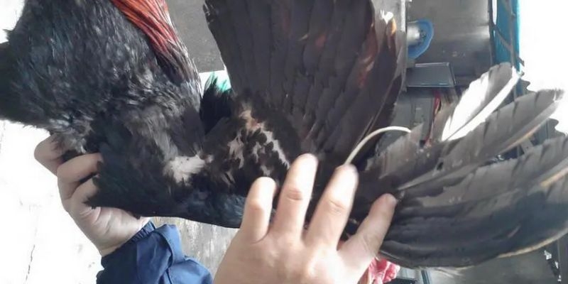 Gà lông voi nổi tiếng nhất thị trường