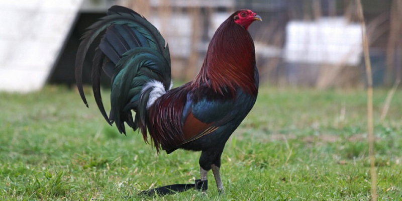 Gà Mỹ đá cựa sắt có gì hot?